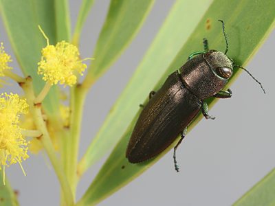 Melobasis sordida, PL1059, male, on Acacia quornensis, EP, 11.1 × 3.8 mm